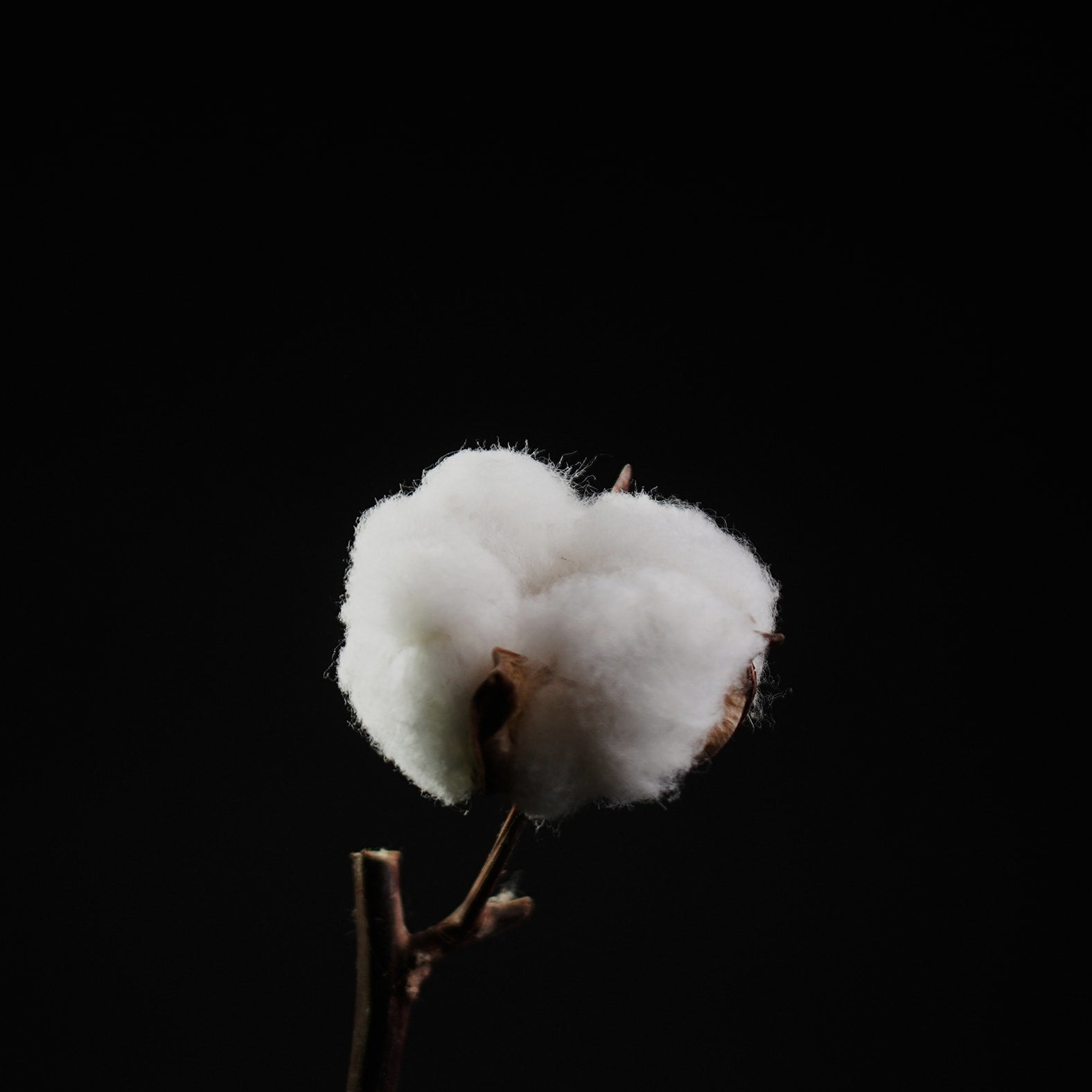 Biologisch katoen van wereldklasse